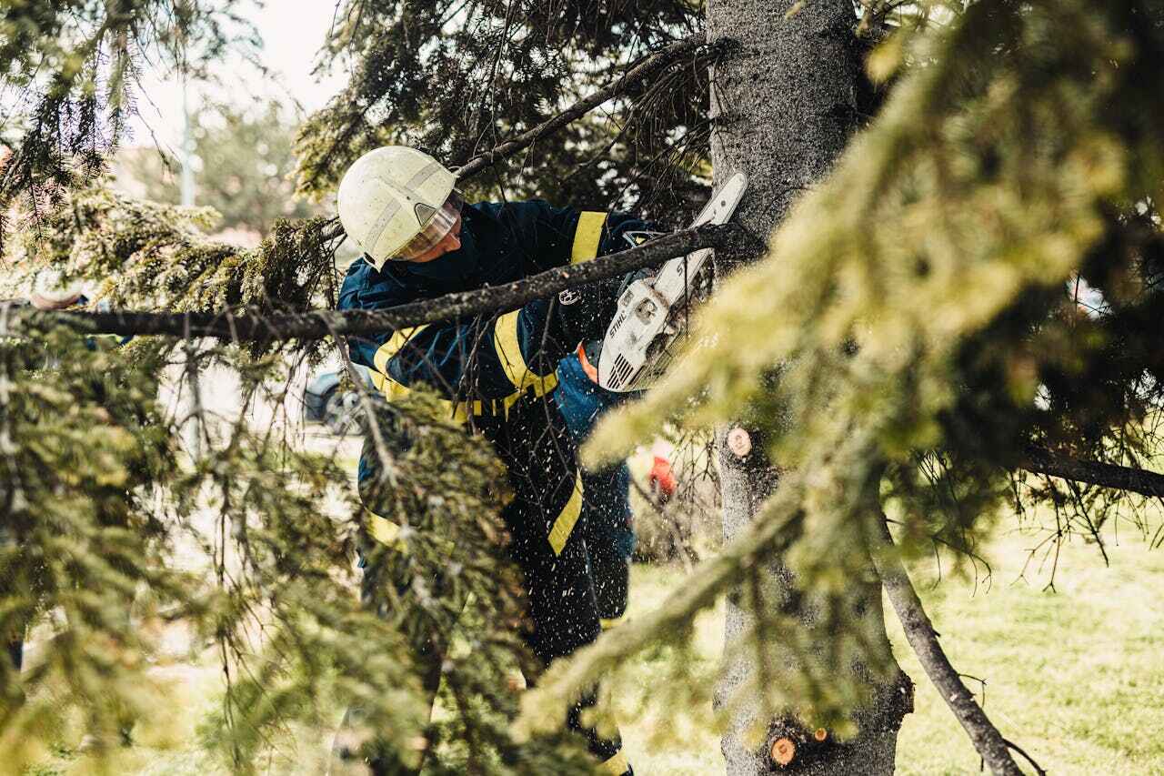 Dead Tree Removal in Menard, TX